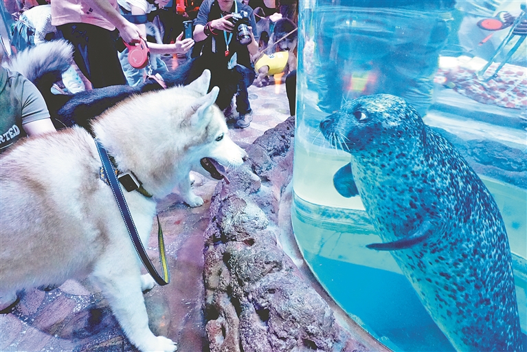 哈尔滨极地公园开启首届“极地·萌宠友好日”