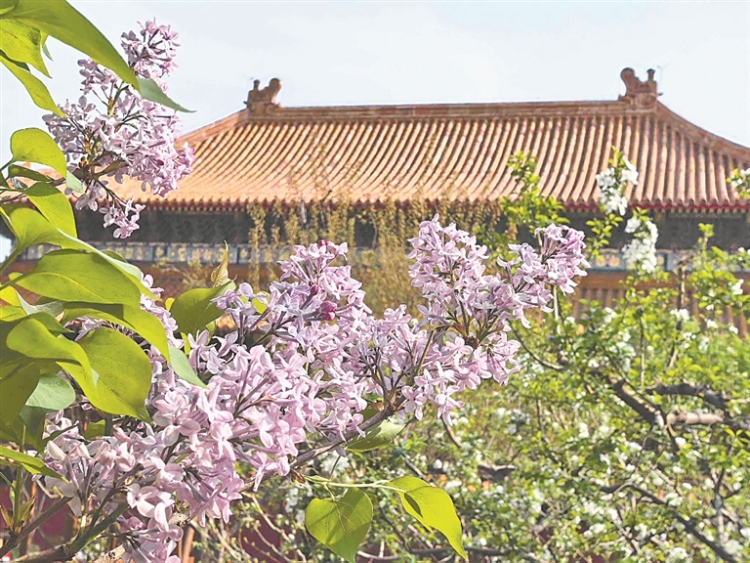 百年丁香：花海扮靓一座城