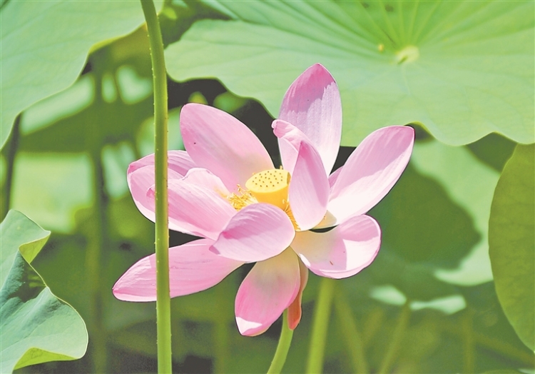 荷花绽放 夏意满塘
