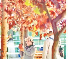 斑斓秋色跃枝头