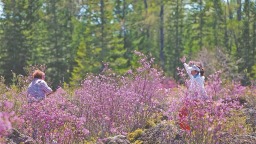 花美：火山地质公园赏杜鹃