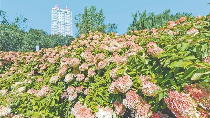 红色绣球 扮靓秋日
