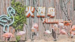 火烈鸟高纬度繁育取得新突破
