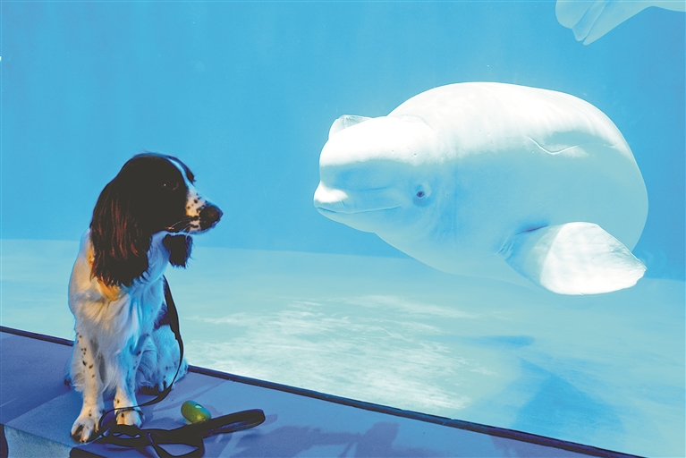 哈尔滨极地公园开启首届“极地·萌宠友好日”