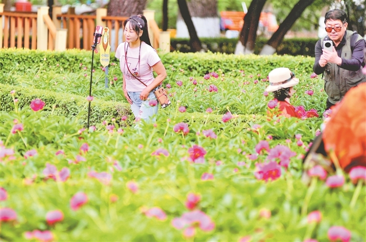 哈尔滨：将离婉婉芍药正开_fororder_cad1cef2-0208-408e-a1da-293601a938cf