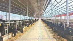 黑龙江安格斯牛“一胎双犊”技术实现新突破