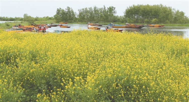 万顷松江湿地 百里生态长廊