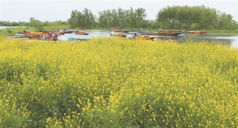 万顷松江湿地 百里生态长廊
