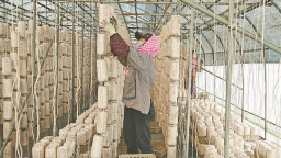 佳木斯：寒地食用菌链出富民新活力