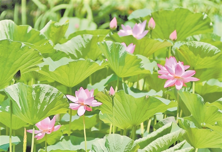荷花绽放 夏意满塘