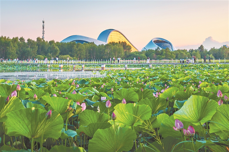 冰城夏韵 荷塘生辉
