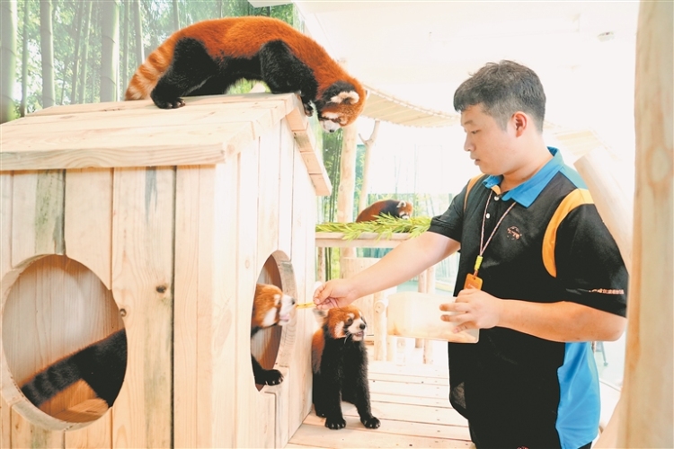 来极地公园打卡小熊猫体验馆