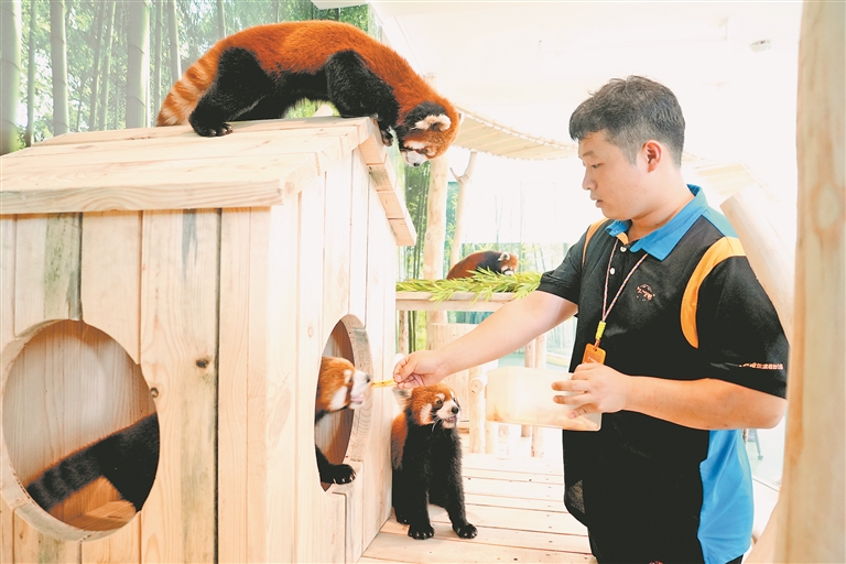 来极地公园打卡小熊猫体验馆