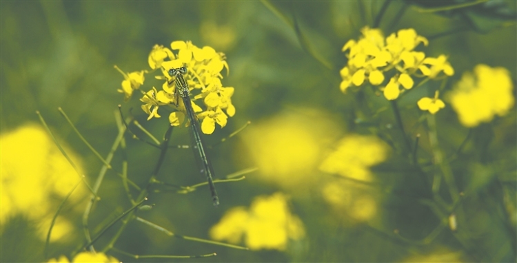 冰城夏趣｜南方客打卡“桥花街”