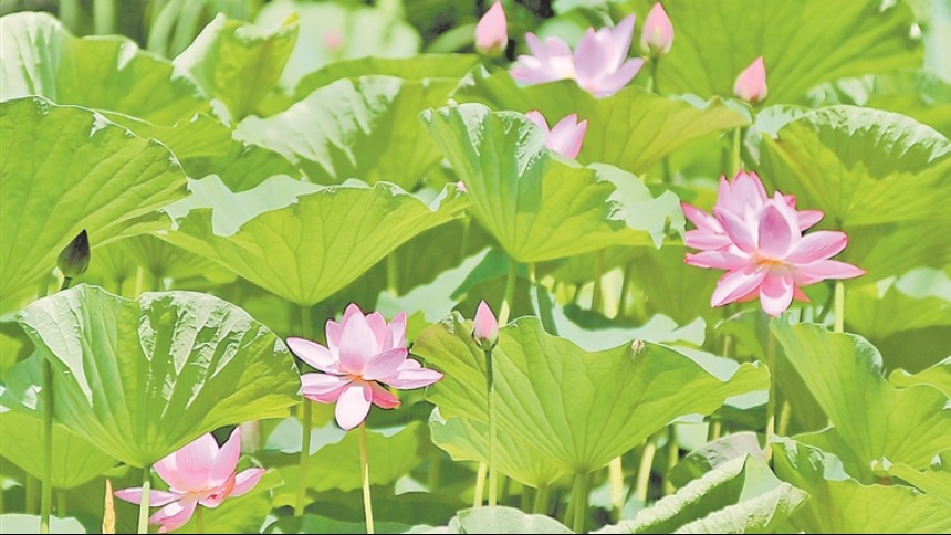 荷花绽放 夏意满塘