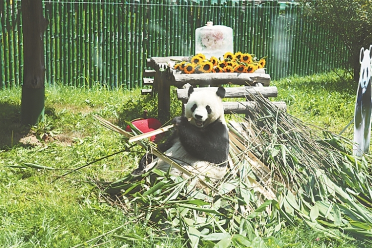 为大熊猫思嘉庆生