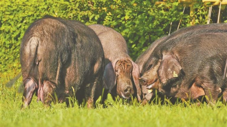 第八批中国重要农业文化遗产候选项目发布 黑龙江2项入选
