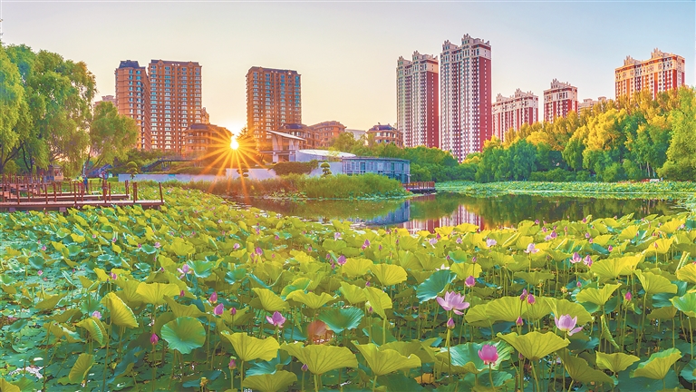 冰城夏韵 荷塘生辉