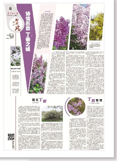 百年丁香：花海扮靓一座城