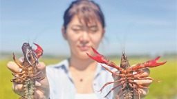 寒地小龙虾“游”出致富新路径
