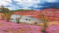 芝樱花海织锦缎