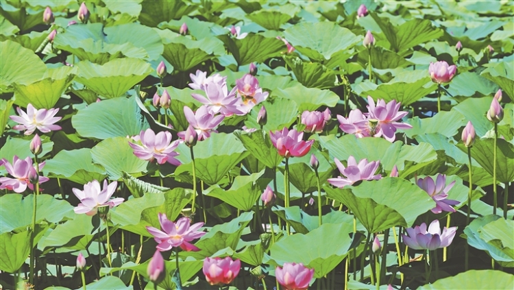 稻田绿意浓 荷花满塘开