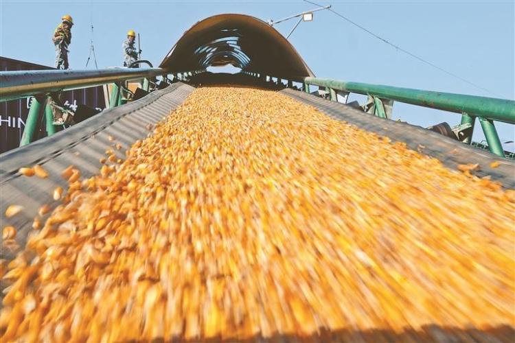 “北粮南运”正当时