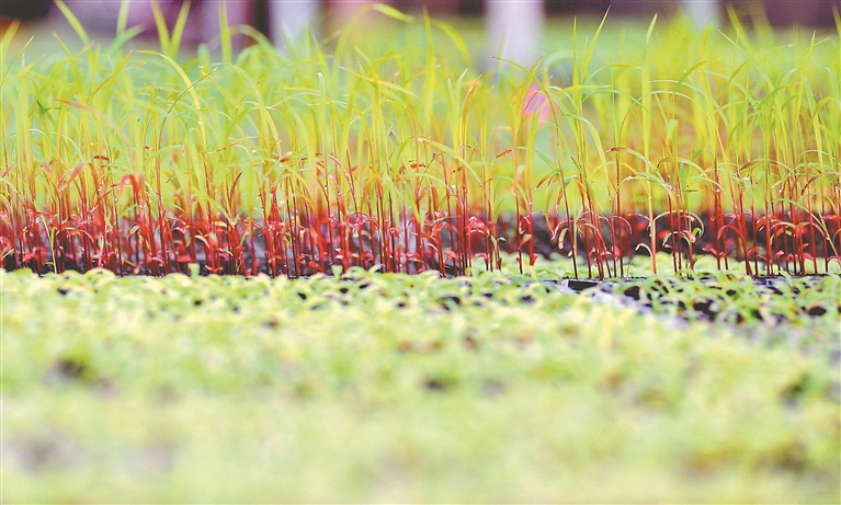 绿化花卉工厂化育苗忙