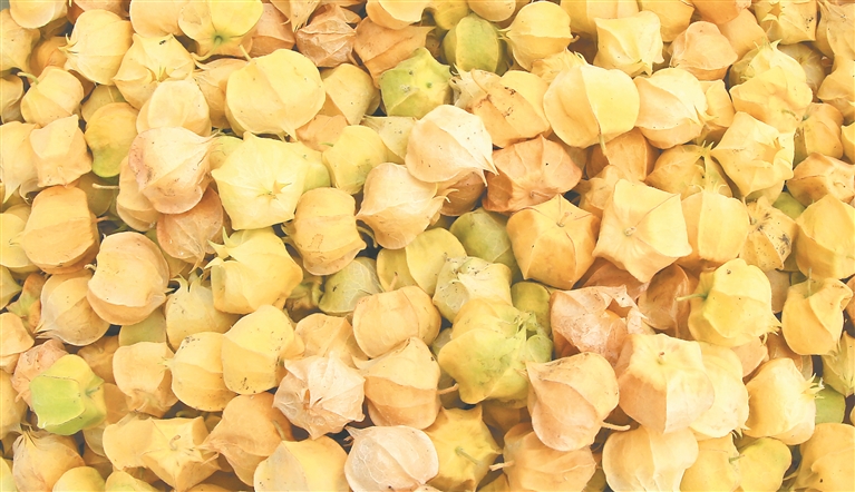 海伦甜菇娘熟了_fororder_a50f872f-d67e-4022-826a-5dfb86505d3a