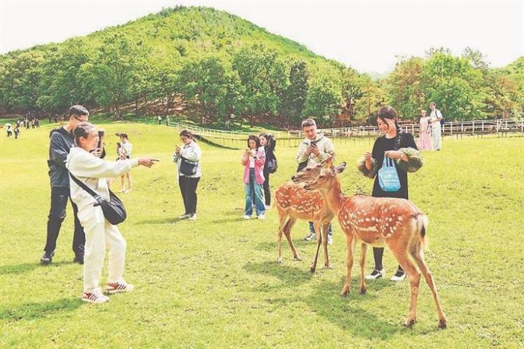 伊春：夏季旅游的爆火密码