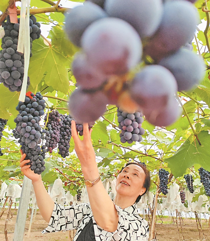 阿城 农文旅“共舞”山水间