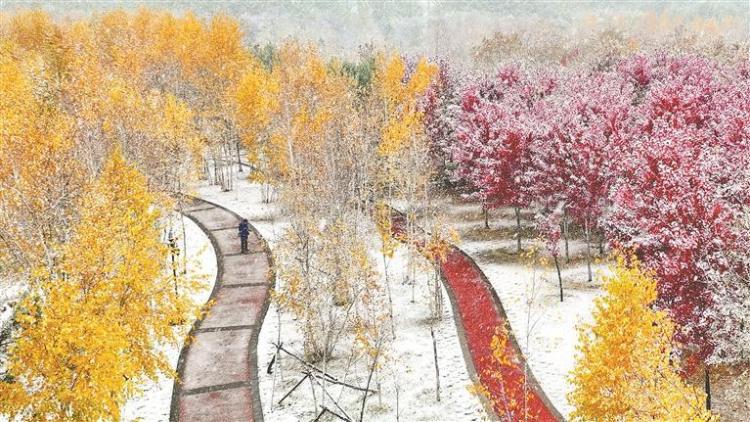五花秋色雪来伴