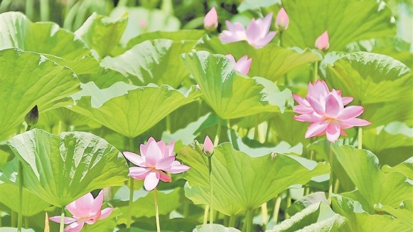  Lotus blooms in summer and the pond is full of meaning