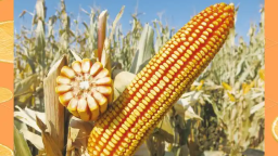 黑龙江省发布2026年农作物优质高效品种_fororder_1