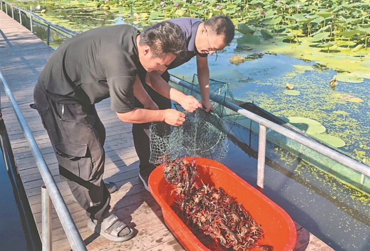 寒地小龙虾“游”出致富新路径