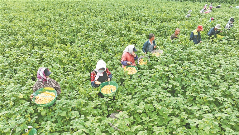 海伦甜菇娘熟了_fororder_b9584657-fa62-45f8-9e1c-033ccf92c4c8