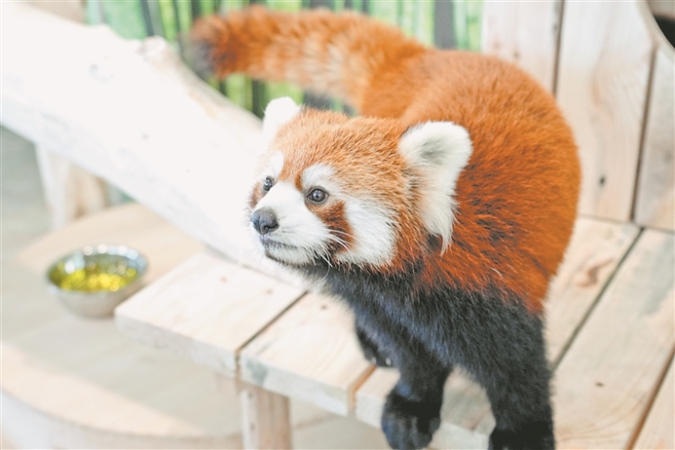 来极地公园打卡小熊猫体验馆