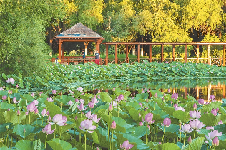 冰城夏韵 荷塘生辉
