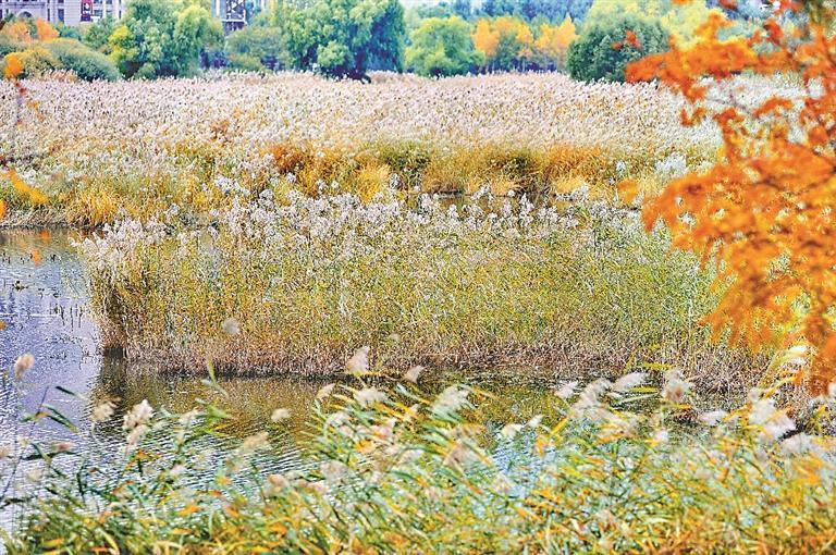 游湿地 赏芦花