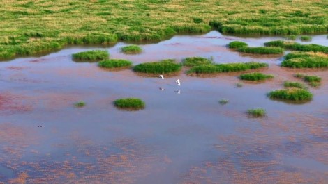 江川湿地里丹顶鹤悠闲自在