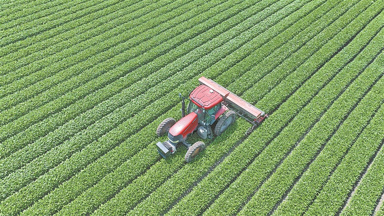 豆海绿波荡 科技夏管忙