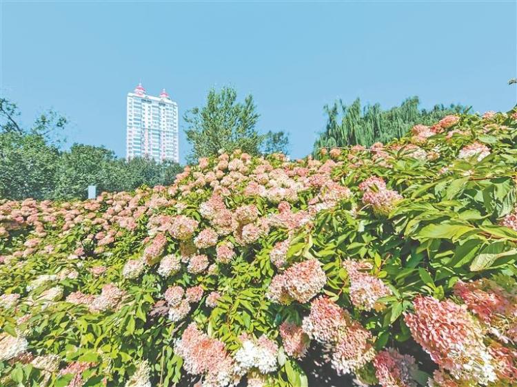 红色绣球 扮靓秋日