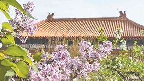 百年丁香：花海扮靓一座城