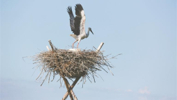 黑龙江：万物共生 乐享家园