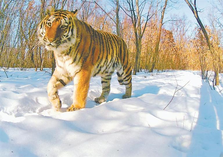 首个人虎冲突 监测平台上线