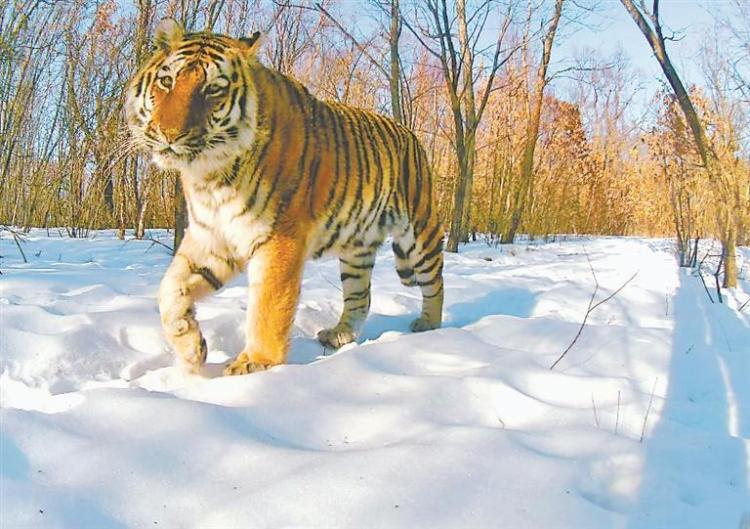 首个人虎冲突 监测平台上线