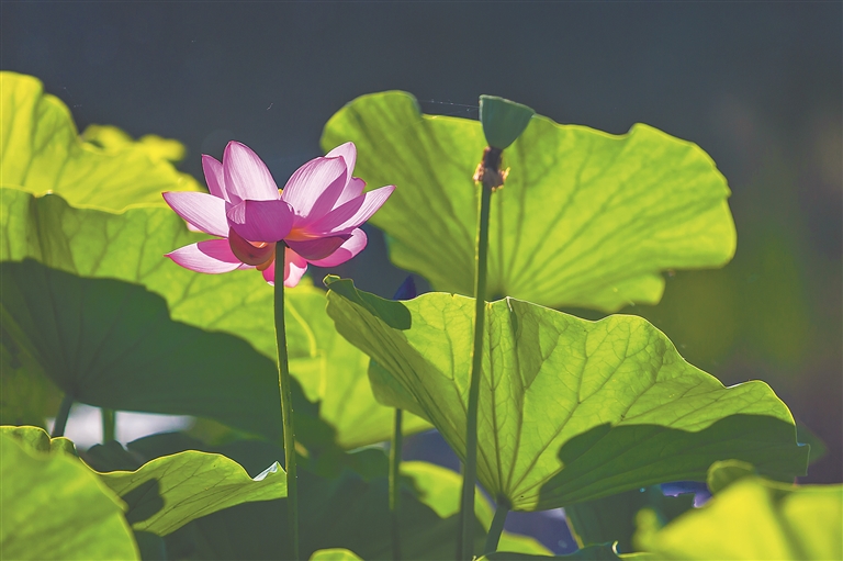 冰城夏韵 荷塘生辉
