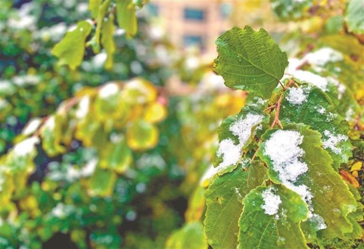 五花秋色雪来伴