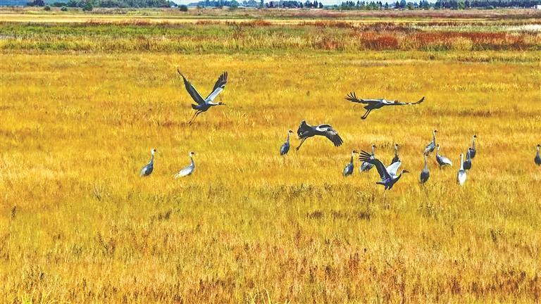 佳木斯：智慧监测守护候鸟迁徙路