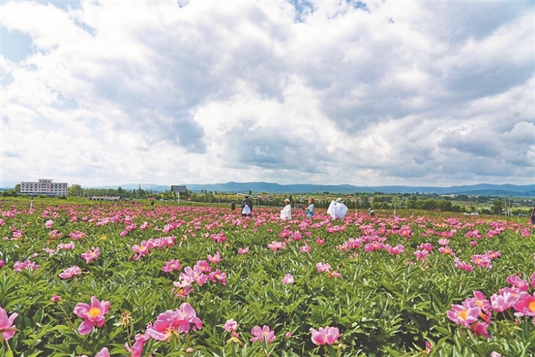 紫云岭芍药花海迎客来_fororder_45fe462c-3a46-408f-b45e-128d54cf0ca7